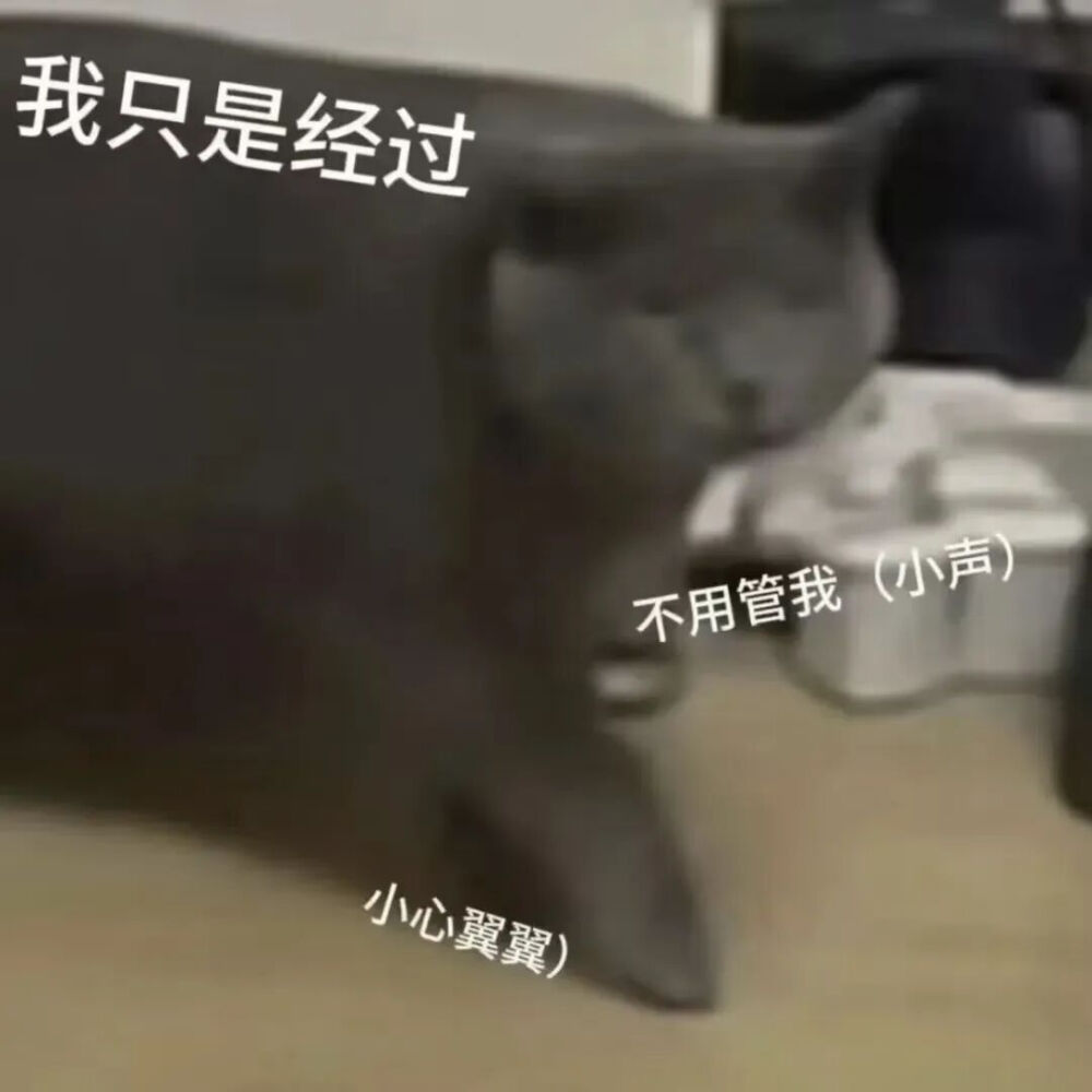 猫猫表情包