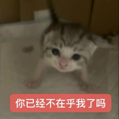 猫猫表情包