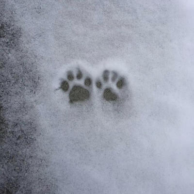 谁说可可西里没有海