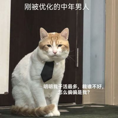 猫猫表情包