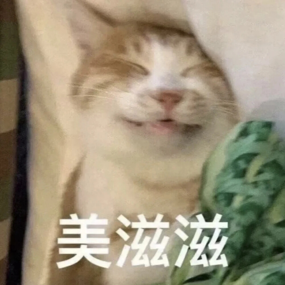 猫猫表情包