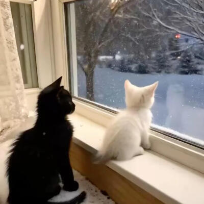 谁说可可西里没有海