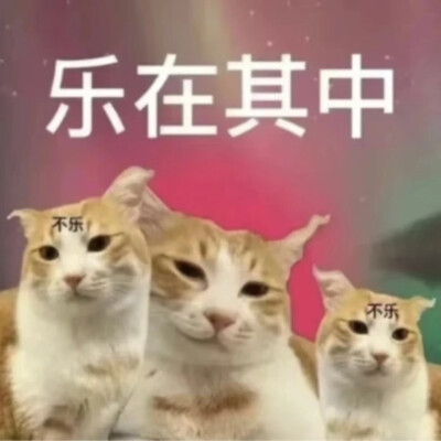 猫猫表情包