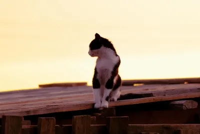 暮色猫影 猫咪 夕阳 剪影 4K