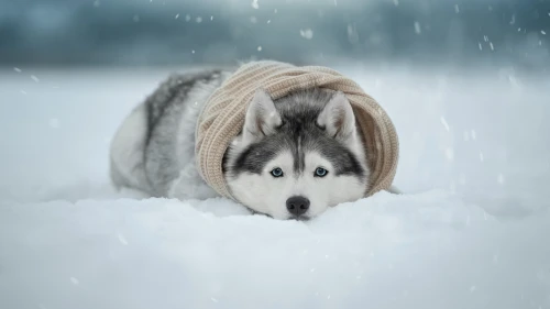 Photo by WPcoder