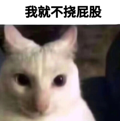 小猫挠屁股表情包