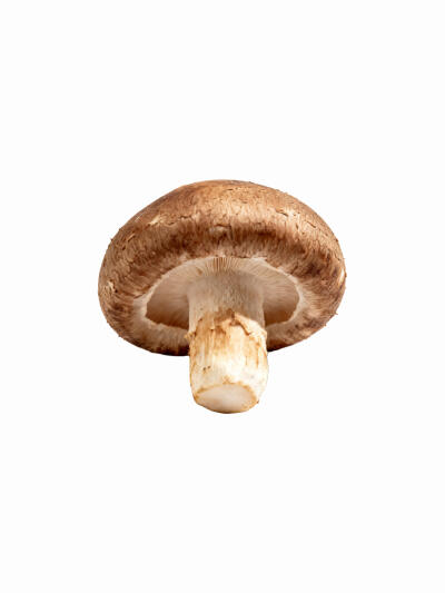 蘑菇菌类白底头像