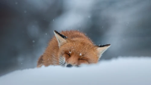 Photo by WPcoder
