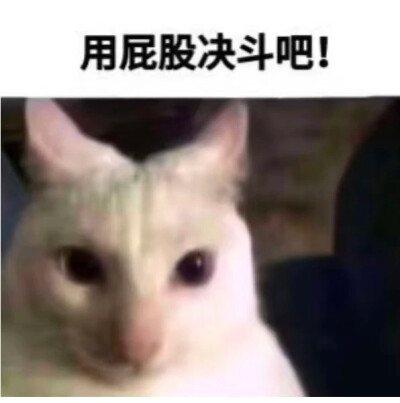 小猫挠屁股表情包