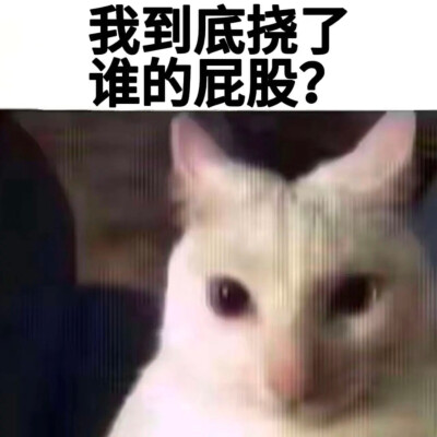 小猫挠屁股表情包