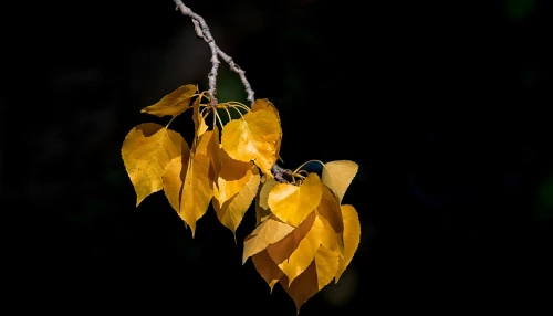 Photo by WenGe