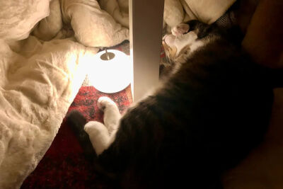 我是不会放弃收集这种图片的