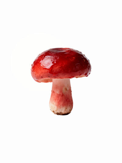 蘑菇菌类白底头像