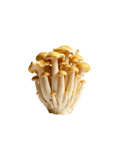 蘑菇菌类白底头像