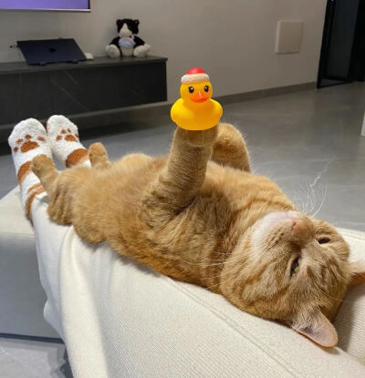 我是不会放弃收集这种图片的