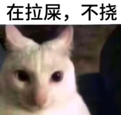 小猫挠屁股表情包
