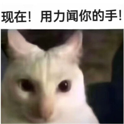 小猫挠屁股表情包