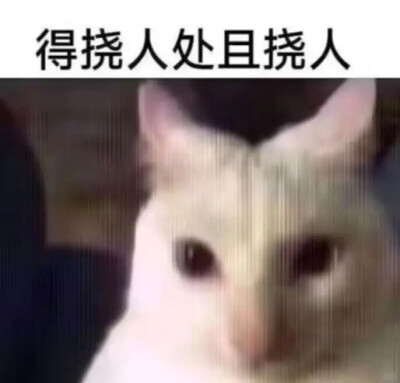 小猫挠屁股表情包