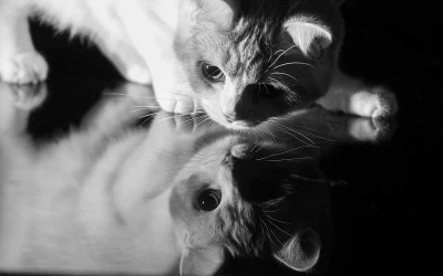 Photo by WenGe