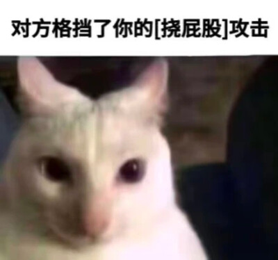 小猫挠屁股表情包