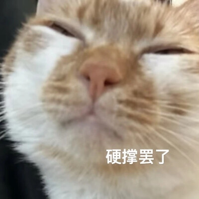 猫猫表情包