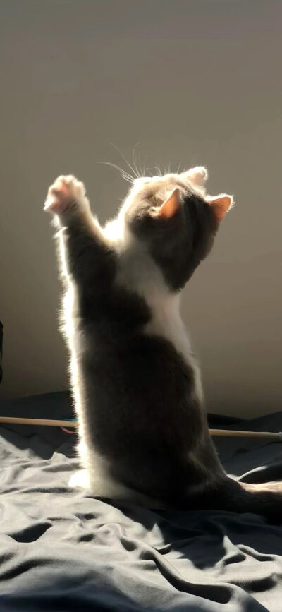 我是不会放弃收集这种图片的