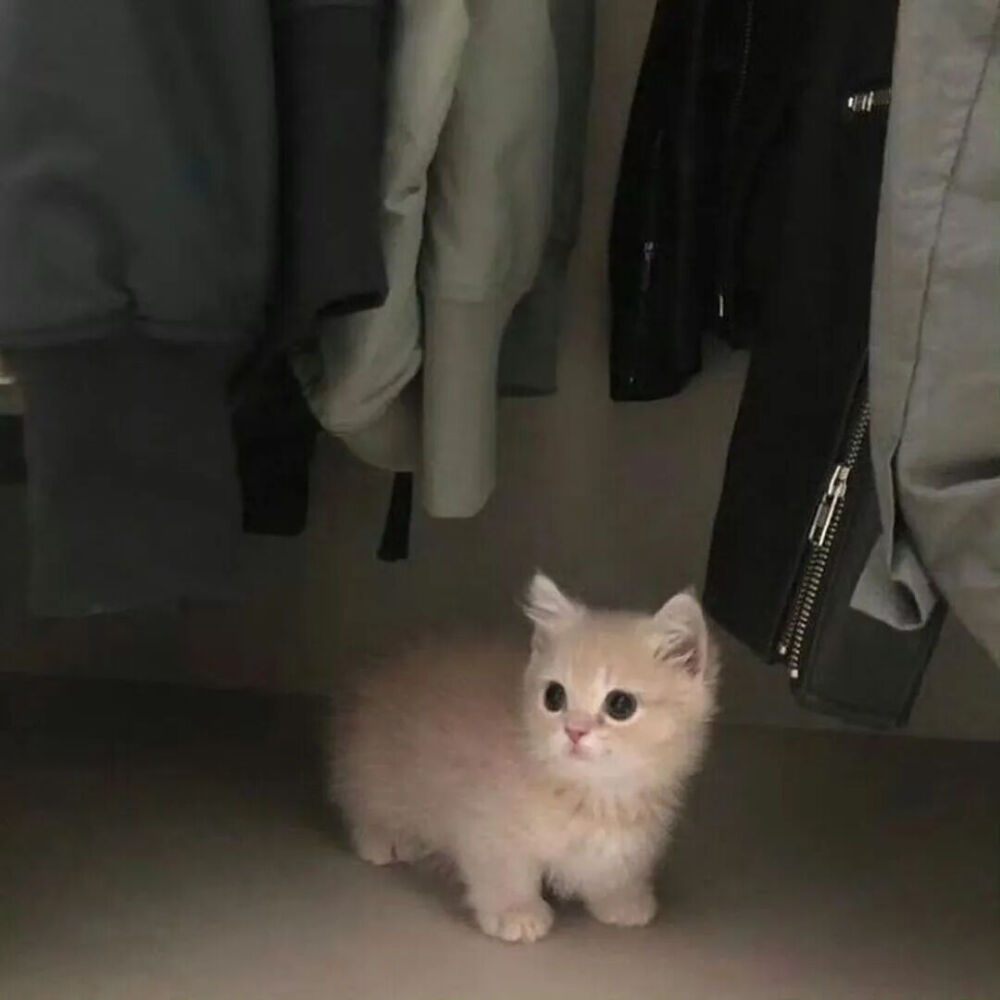 我是不会放弃收集这种图片的