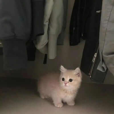 我是不会放弃收集这种图片的