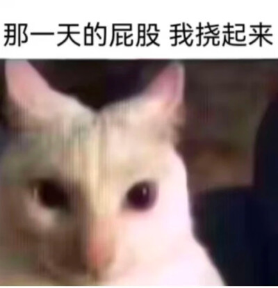 小猫挠屁股表情包