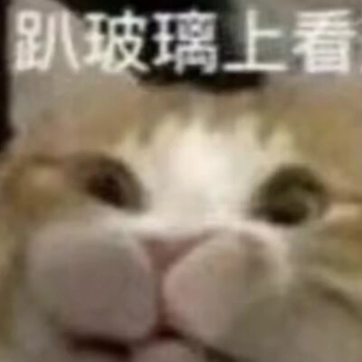 猫猫表情包