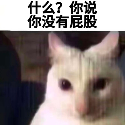 小猫挠屁股表情包