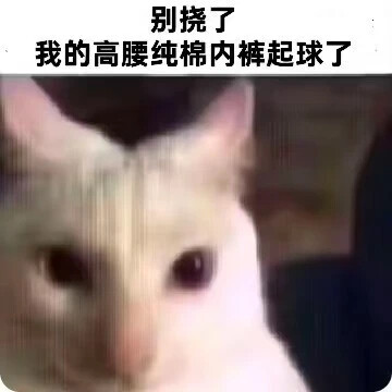 小猫挠屁股表情包