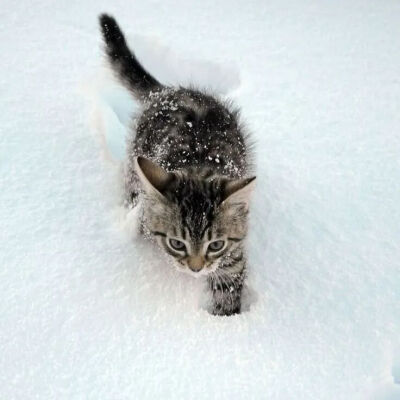 我是不会放弃收集这种图片的