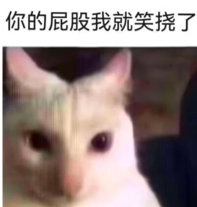 小猫挠屁股表情包