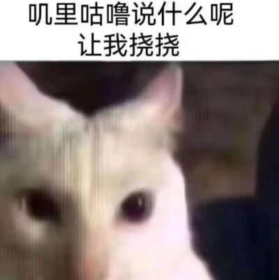 小猫挠屁股表情包