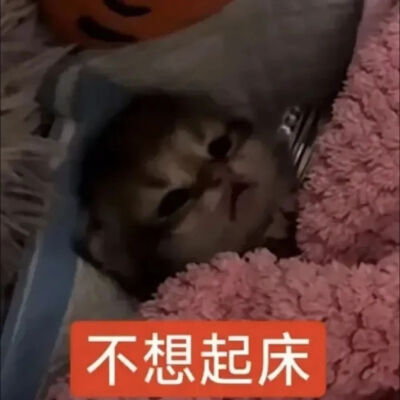 猫猫表情包