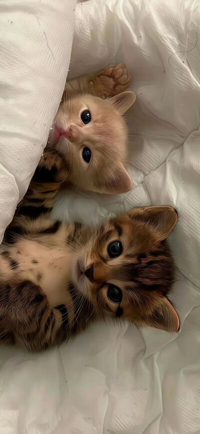 我是不会放弃收集这种图片的