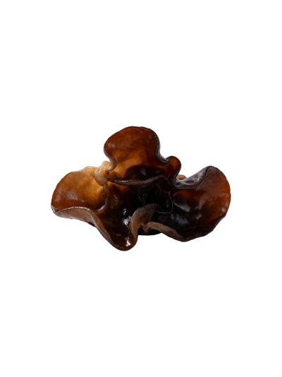 蘑菇菌类白底头像