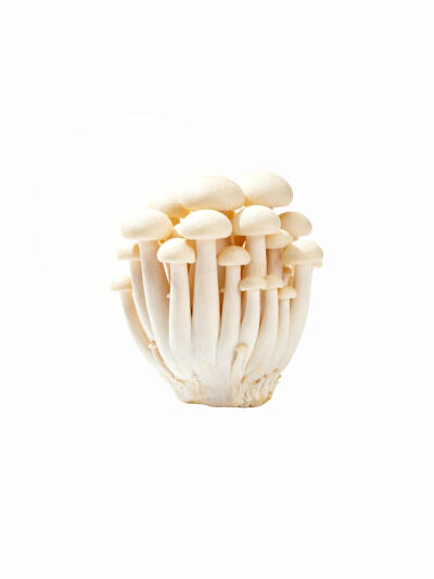 蘑菇菌类白底头像