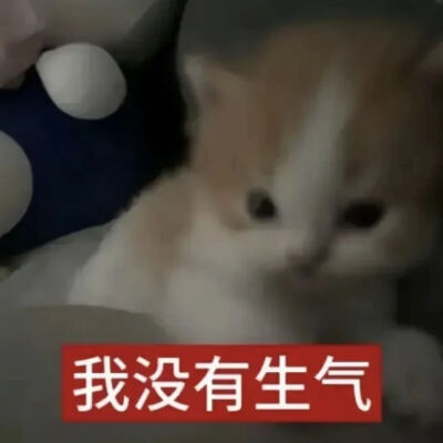 猫猫表情包