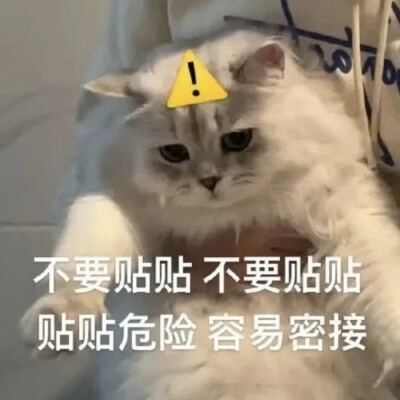 猫猫表情包