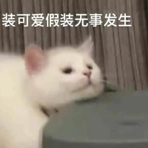 猫猫表情包