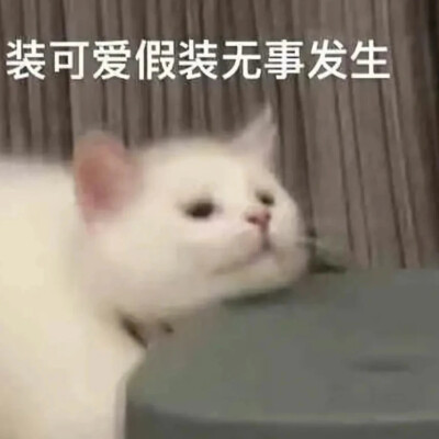 猫猫表情包