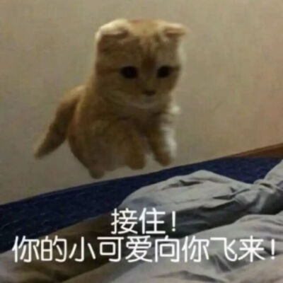 猫猫表情包