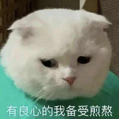 猫猫表情包