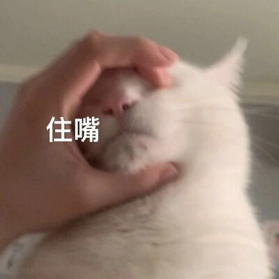 猫猫表情包