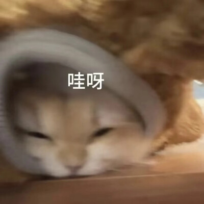 猫猫表情包