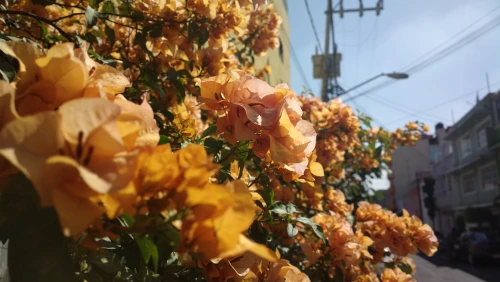 花墙街景 街道 花卉 橙黄色 8K