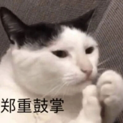 猫猫表情包