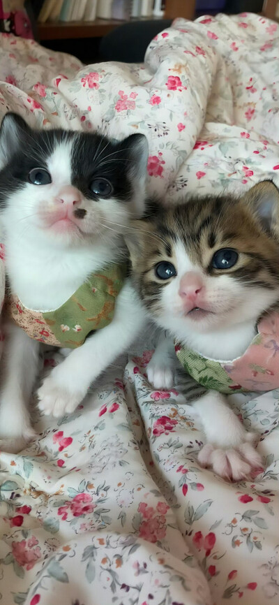 治愈系壁纸，今日份分享